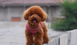 小泰迪房间爆料视频,爆料视频带你一探究竟